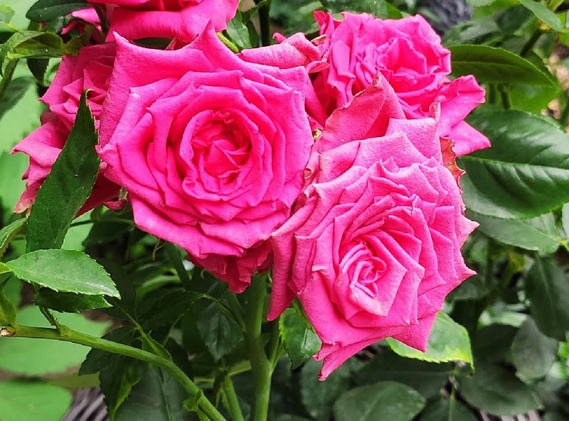 Роза чайно-гибридная Пинк Эксплорер 